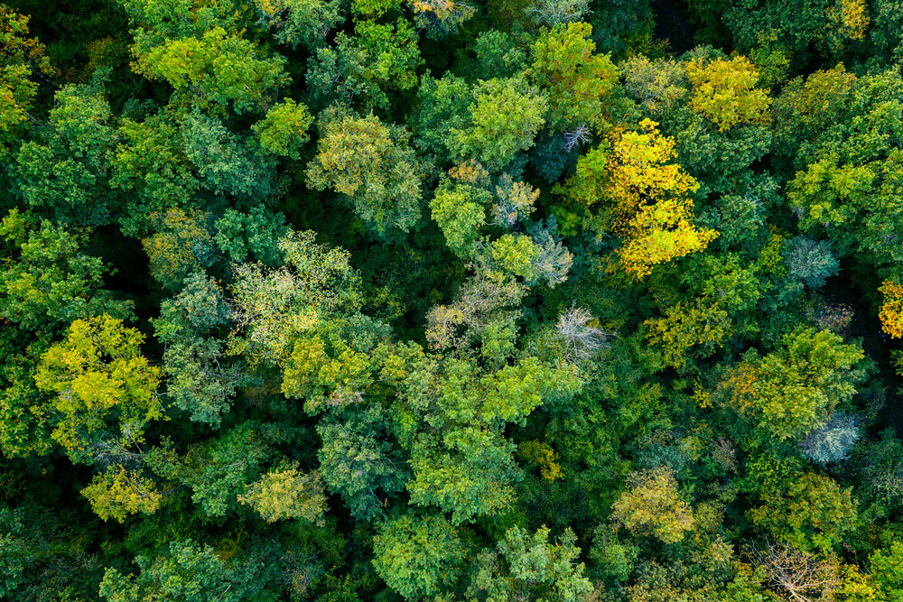 Environmental Content Marketing